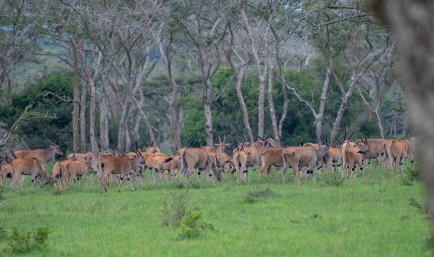 Lake Mburo National Park: A Jewel of Nature in Western Uganda