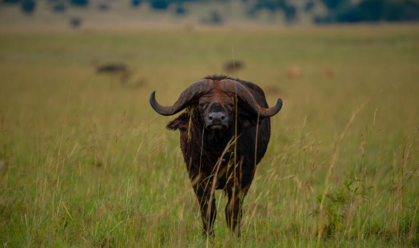 Kidepo National Park: A Hidden Gem for Safari Enthusiasts