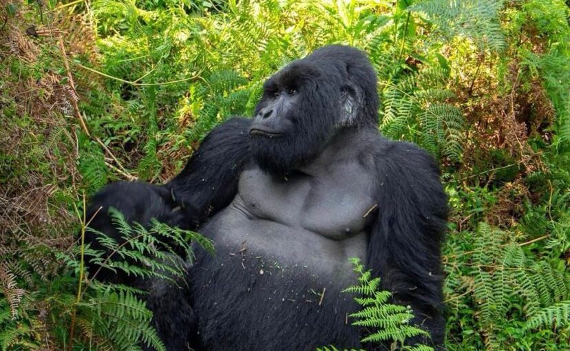 GORILLA FAMILIES IN BWINDI IMPENETRABLE FOREST NATIONAL PARK