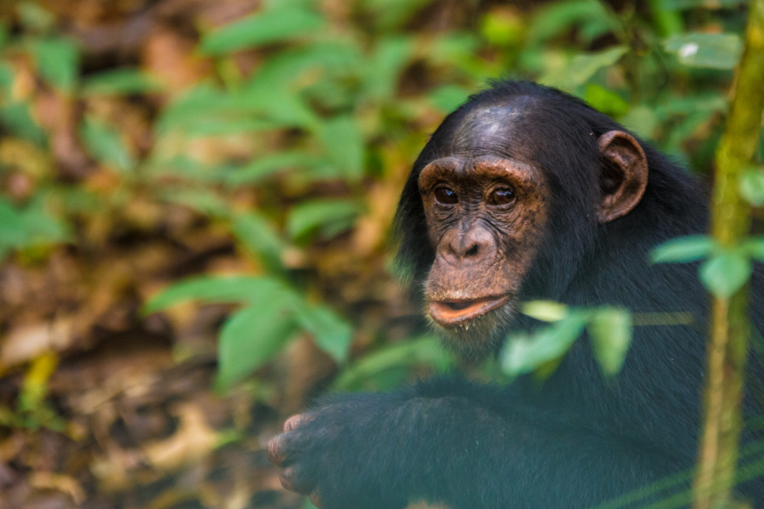 Meet Uganda’s Chimpanzees: A Jungle Adventure with Chimp Trails Africa
