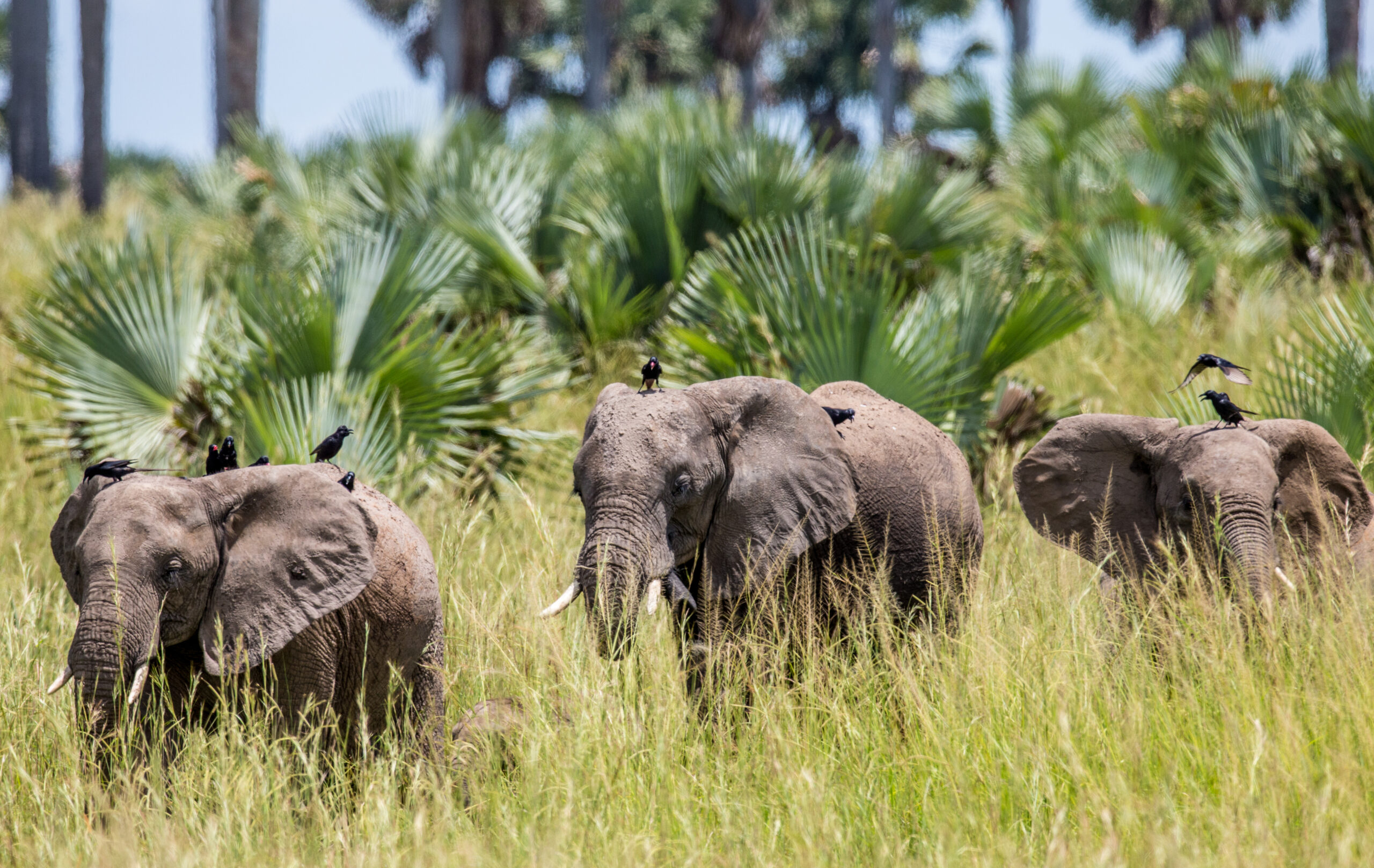 Activities with Chimp Trails Africa